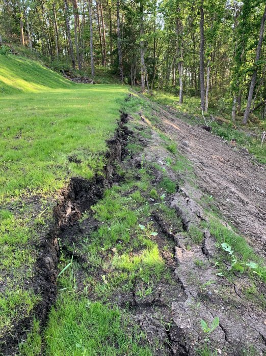 Nyutsådd gräsmatta på en sluttande tomt med synlig erosion och sprickbildning längs kanten.