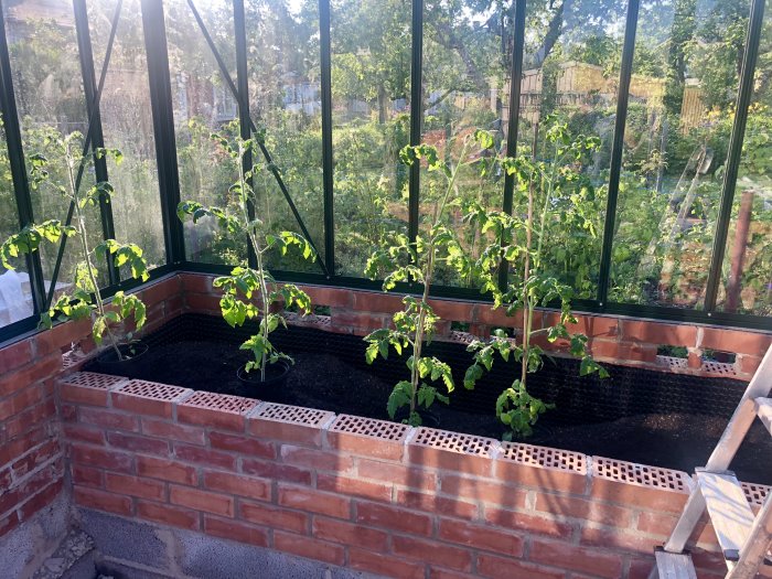 Nyplanterade tomatplantor i växthus med tegelväggar och ofärdigt golv.