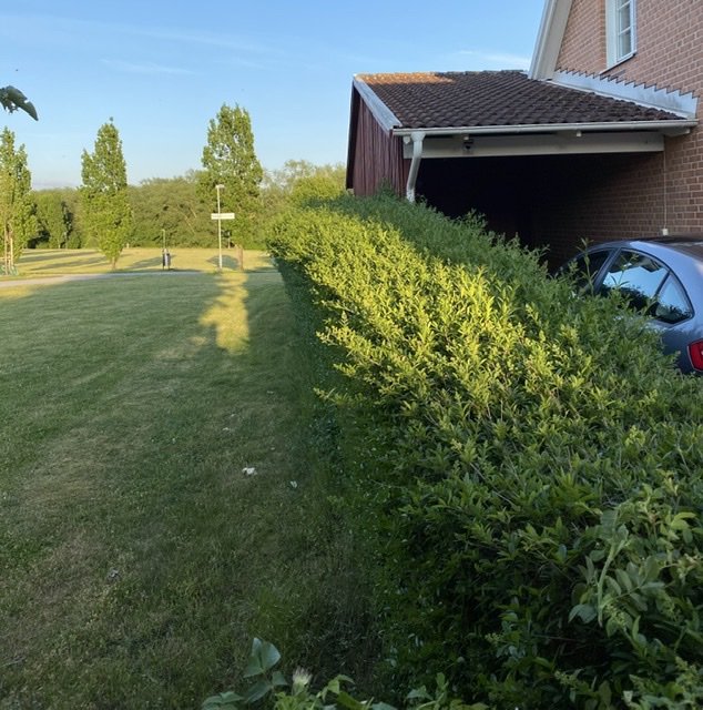 Överhängande häck längs en carport med en delvis synlig bil och en röd byggnad i bakgrunden.