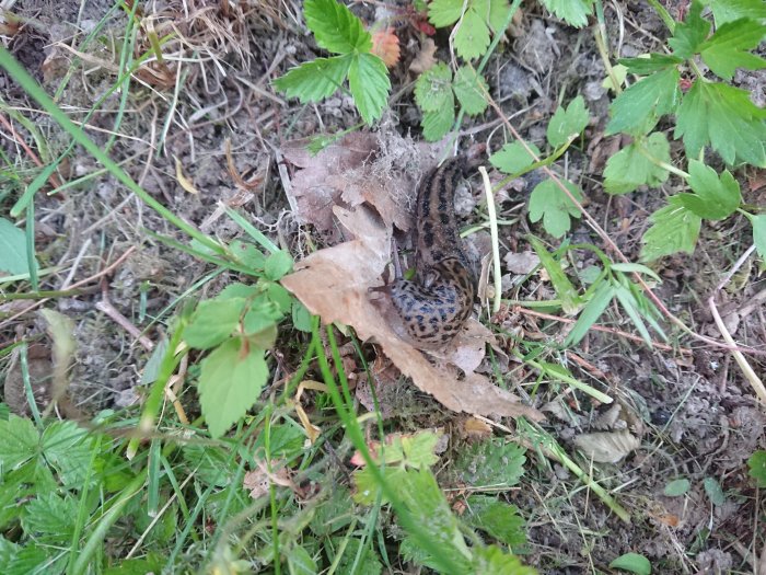 Tre små sniglar på marken bland löv och grönska i en trädgård.