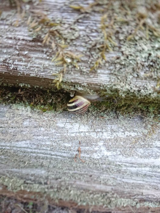 Liten snigel på mossaövertäckt träyta, symbol för trädgårdsskötsel och skadedjursbekämpning.