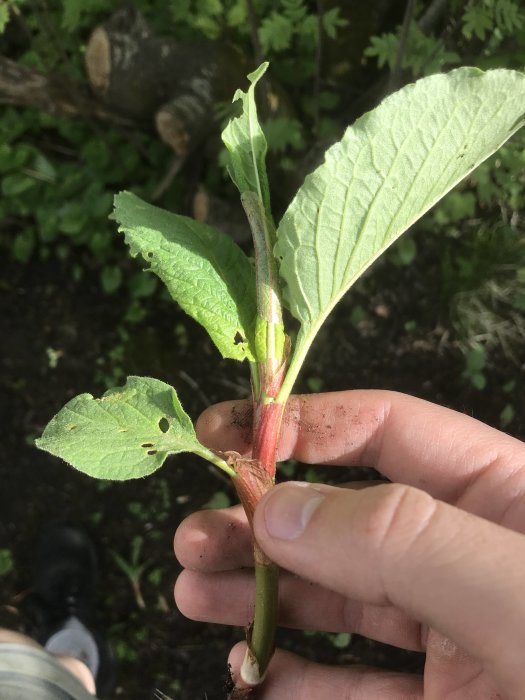 Hand som håller en växt med stora gröna blad som misstänks vara parkslide, mot en bakgrund av jord och vegetation.