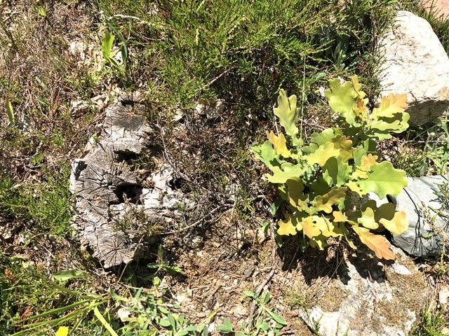 Gamla torra ekstubbar och rotskott på en naturtomt i solljus.