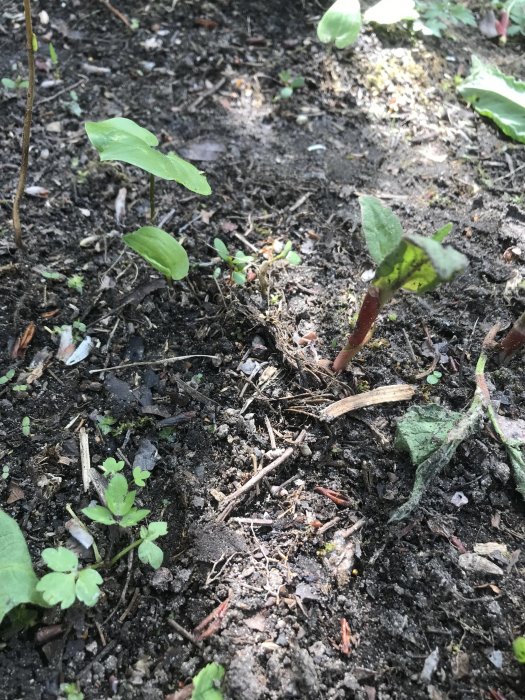 Unga rabarberskott som gror i jord med små blad och röda stjälkar.