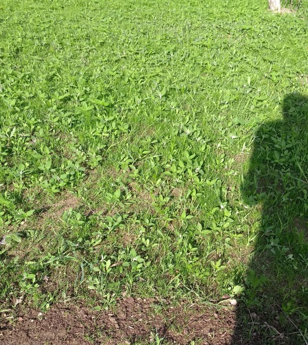 Ojämna gräs- och ogräsytor som liknar en salladsodling, inte en välskött gräsmatta.