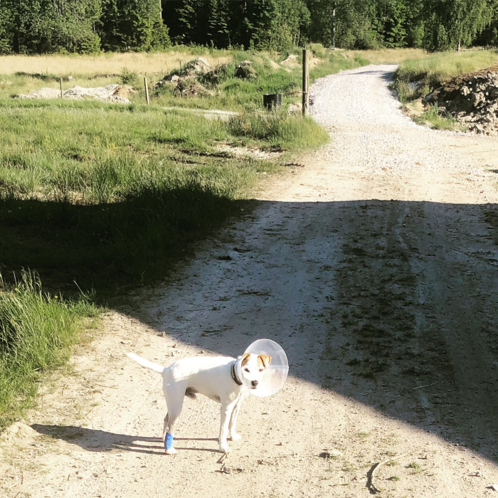 Hund med trattkrage och bandage på bakbenet står på en grusväg.