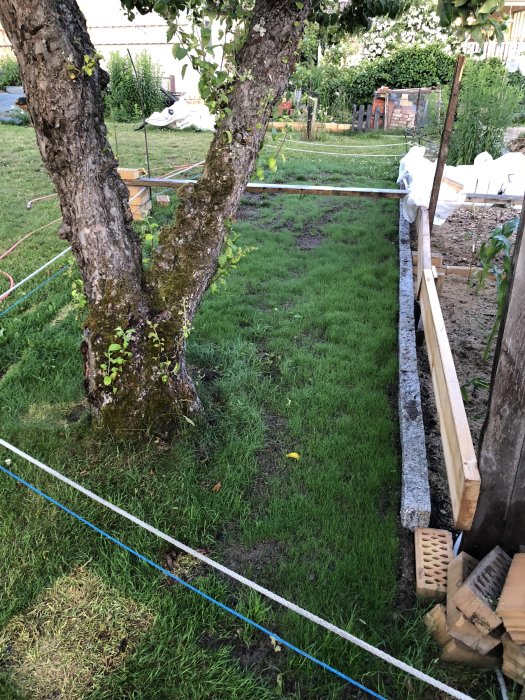 Trädgård med enkelt blått och vitt avspärrningsrep runt två träd och över nysått gräs.