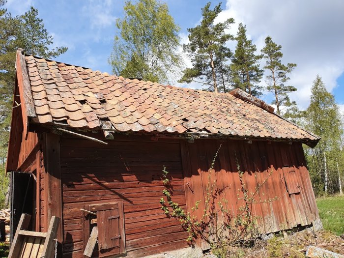 En förfallen röd lada med skadat tegeltak och saknad nock-plåt omgiven av träd.