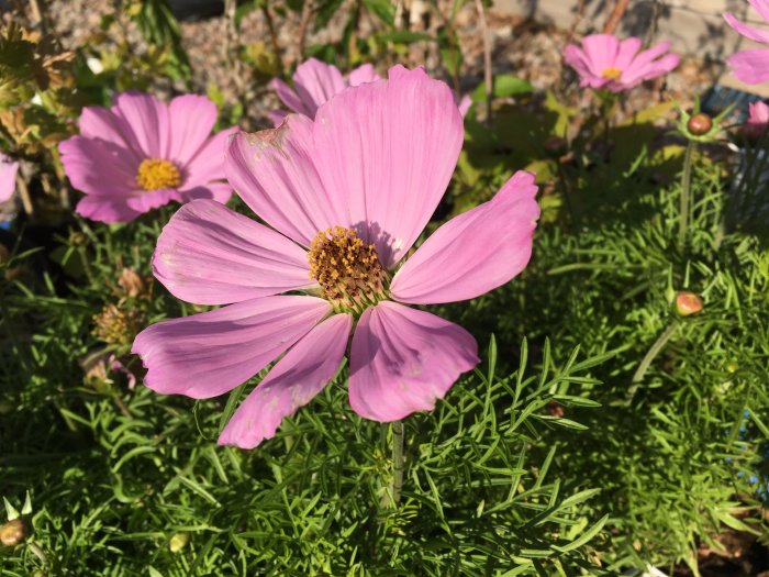 Blommande rosa Rosenskära med gula mitten, grönt bladverk i bakgrunden.