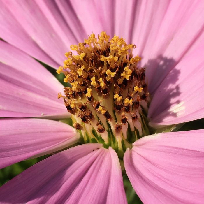 Närbild av en blommande Rosa Rosenskära med detaljrika gula ståndare.