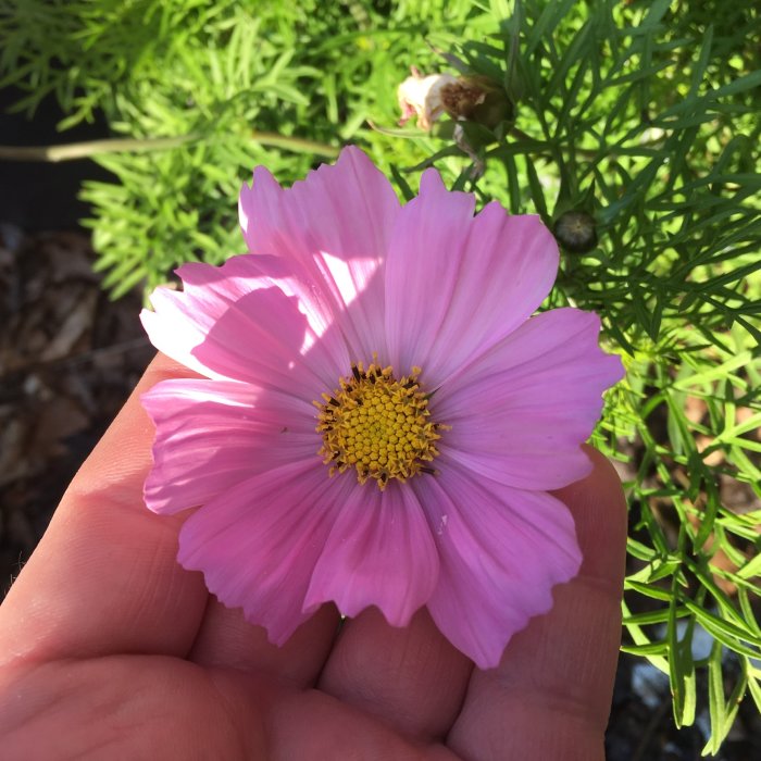 Närbild av en nyutslagen rosenskära med rosa kronblad och gul pistill, hållen mot en bakgrund av gröna blad.