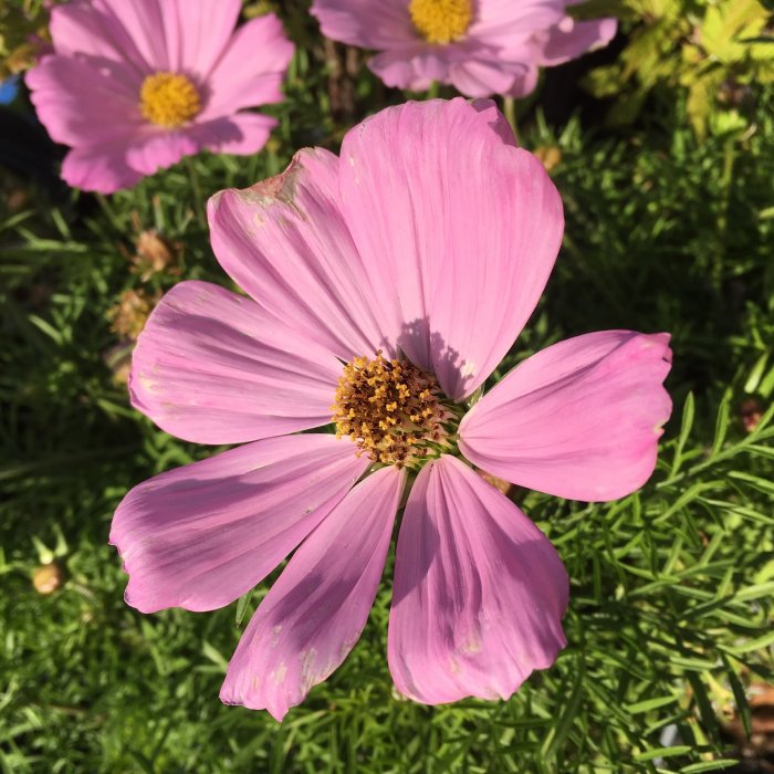 En närbild av en blommande ljusrosa Rosenskära med gul mitt mot grönt bladverk.