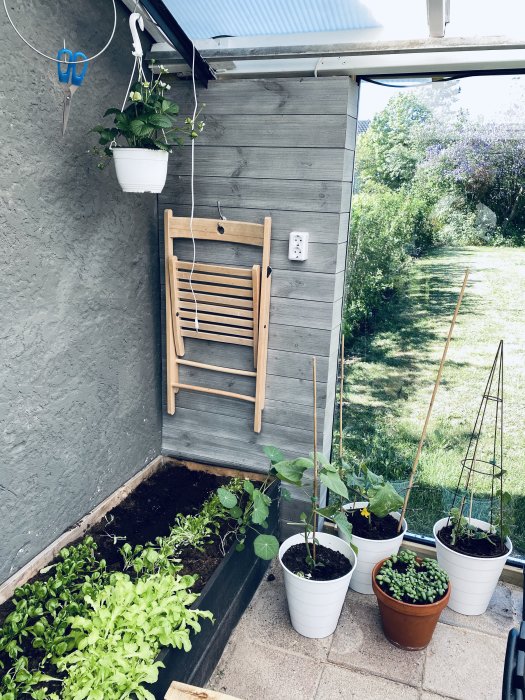 Hörn av ett hemmabyggt växthus med isolerade väggar, plantor i krukor och upphängd trästol.