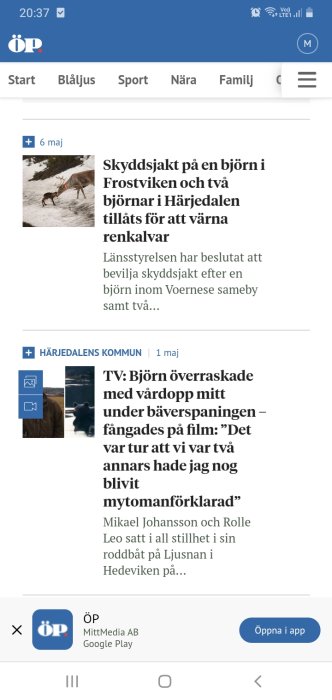 En björn och en ren på snö, björnen verkar skydda renen motsvarande diskussionen om ändrat djurbeteende.