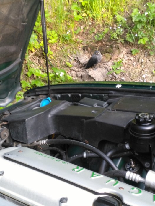 Öppen motorhuv på en bil med fokus på motorn, en småfågel sitter på marken i bakgrunden.