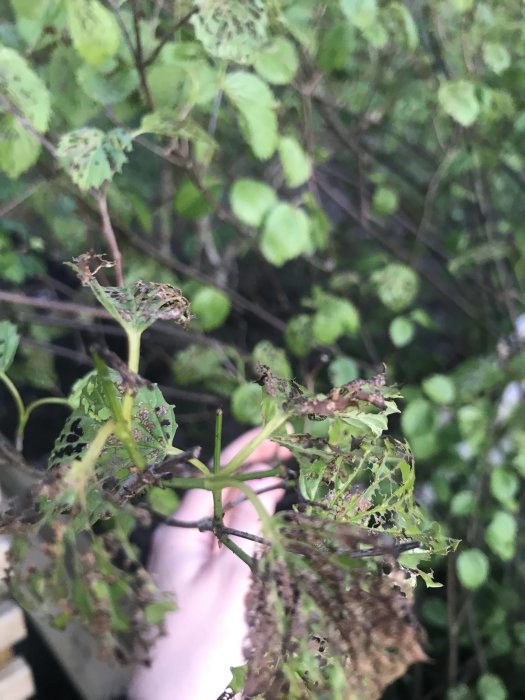 Närbild på en buskes skadade blad som är håliga och trasiga med en suddig bakgrund.