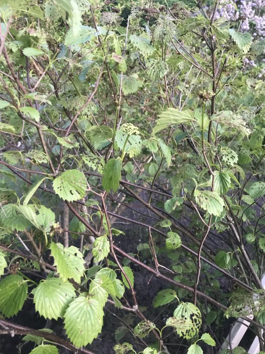 En buske med gröna blad som har blivit skadade och håliga, frågor kring skadornas orsak och buskens identitet.