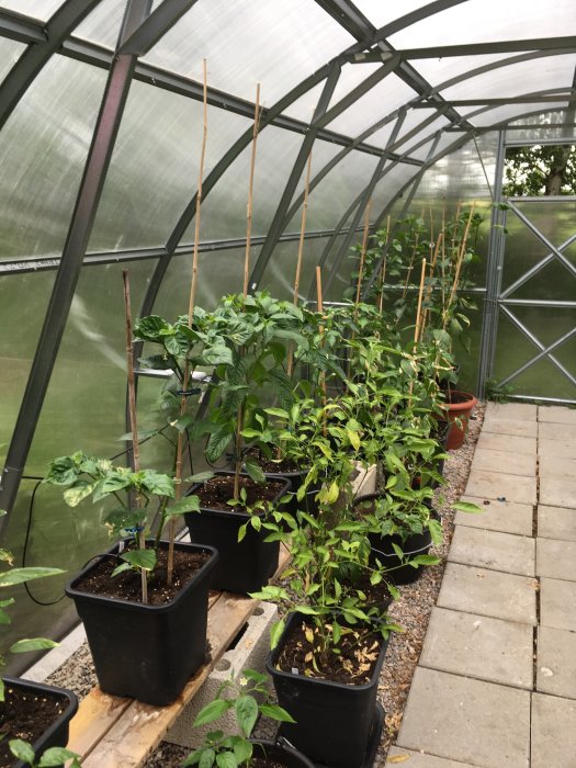 Chiliplantor i olika storlekar odlas i krukor inuti ett stort växthus med genomskinlig takduk.
