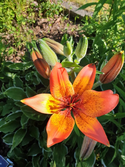 Orange liljeformad blomma med prickar och knoppar omgiven av grönska.