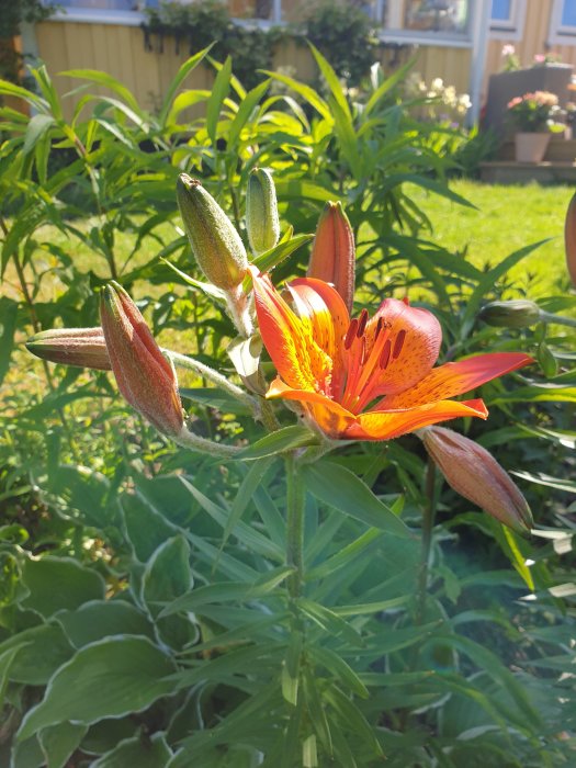 Orange liljaliknande blomma med knoppar i en solig trädgård.