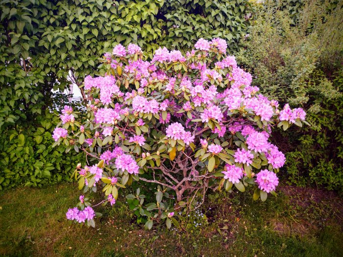 Blommande buske, troligen en rododendron, med rosa blommor mot en bakgrund av gröna blad.