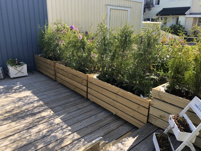 Handgjorda träblomlådor med tuja-häckar på en träveranda i ett bostadsområde.