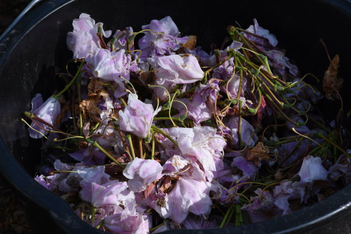 En hink med överblommade lila Rhododendron-blommor avlägsnade genom deadheading.