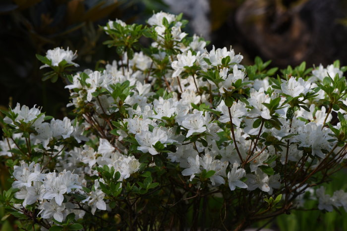 Rhododendron 'Kermesina Alba', en buske med vitblommande azalea mot mörk bakgrund.