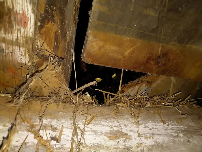 Katt som tittar fram genom en öppning i ett stall-loft, omgiven av halm och träbjälkar.