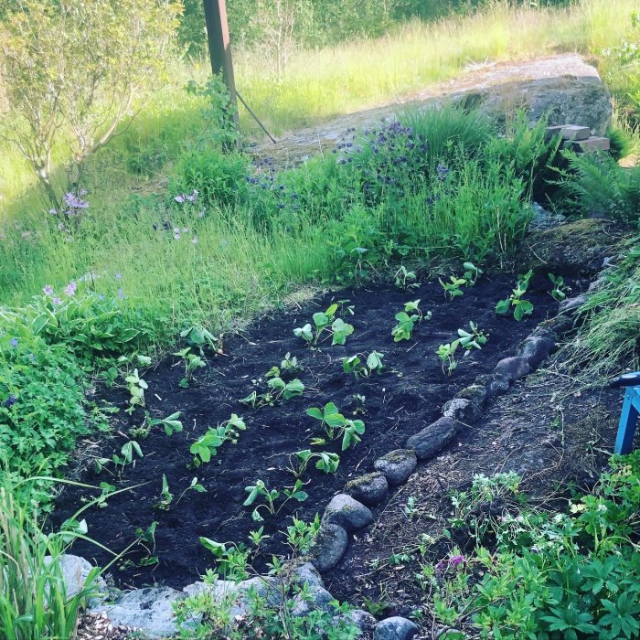 Nyplanterade jordgubbsplantor på renad yta i en trädgård med stenrad och grönska runtomkring.