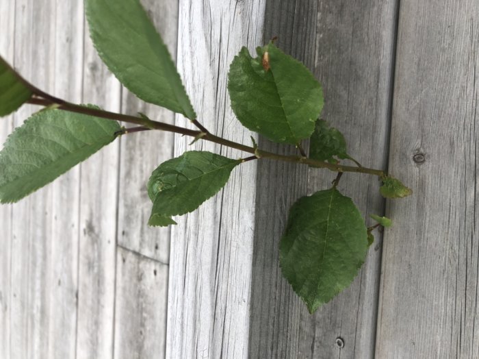 Gren med avlånga, spetsiga gröna blad mot träbakgrund, misstänkt ej vara parkslide.