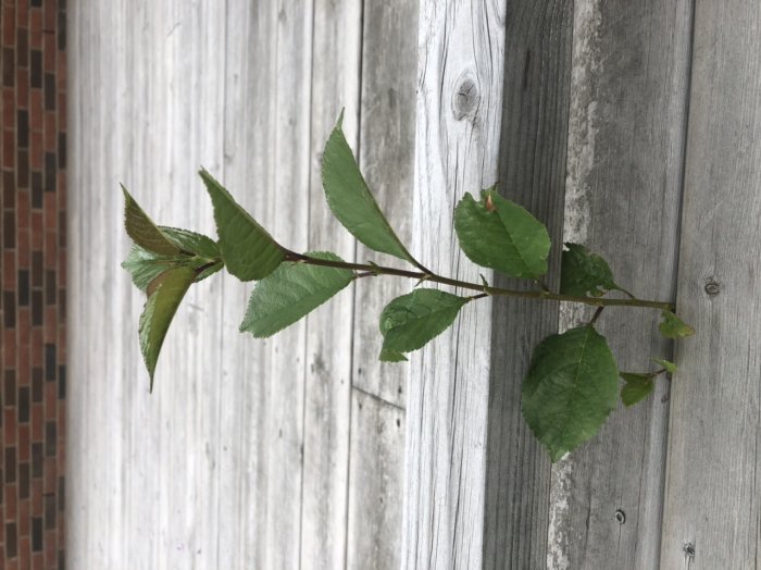 Avlånga, spetsiga gröna blad på gren mot träväggsbakgrund, misstänkt inte vara parkslide.