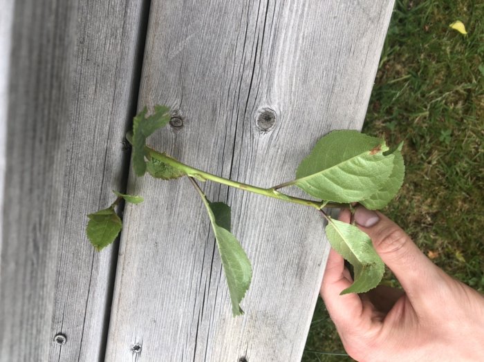 En hand håller en växt med avlånga, spetsiga gröna blad mot en trätrall för identifiering.