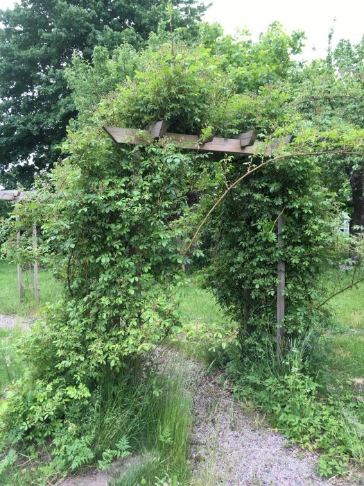 Rosbåge med sparsamma blommor och grönska runtomkring på en odlingsplats, med synligt ogräs på marken.