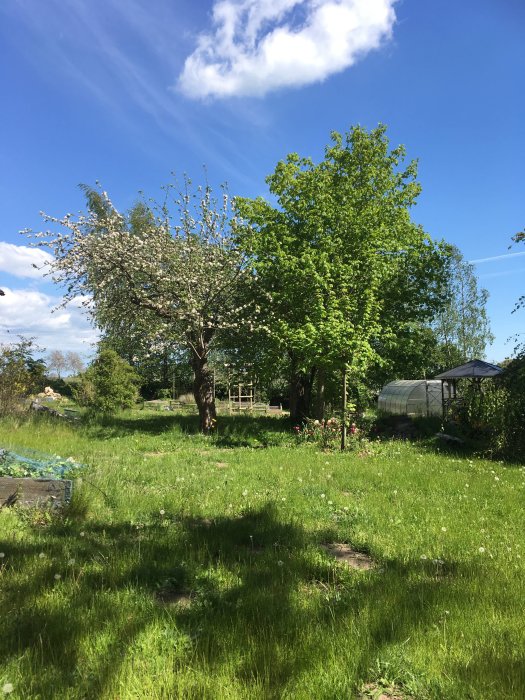 Trädgård med blommande äppelträd, gröna gräsmattor, växthus och stenröse, med oklippt gräs och lusthus skimrande till höger.