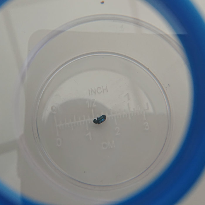Insekt omkring 5 mm med två mörka prickar på en linjal visande tum och cm.