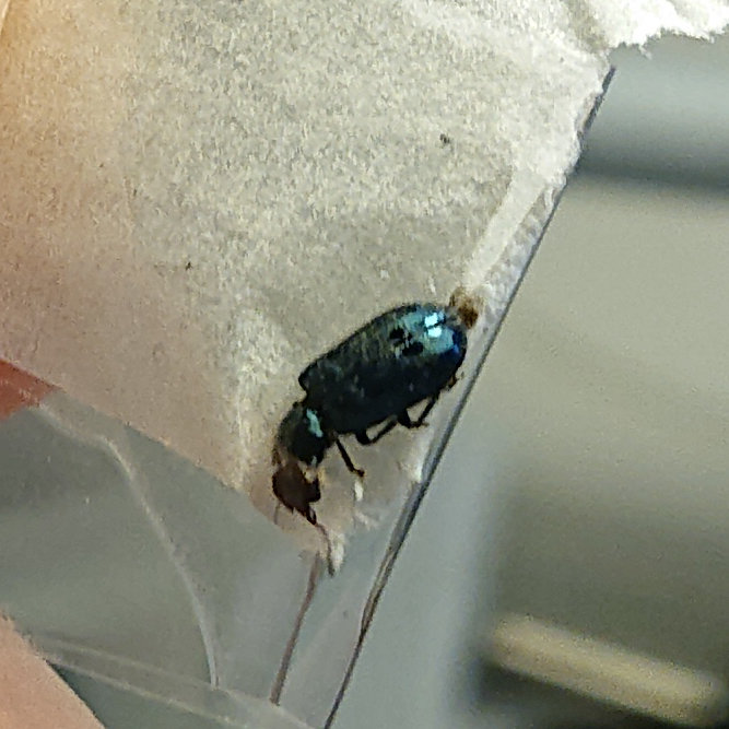 Liten svart skalbagge med två mörka prickar på bakkroppen, 5-7 mm lång, inomhus.