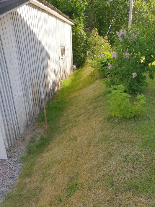 Smal trädgård intill ett vitmålat hus med en lutande gräsmatta och ingen synlig stödmur eller avlopp.