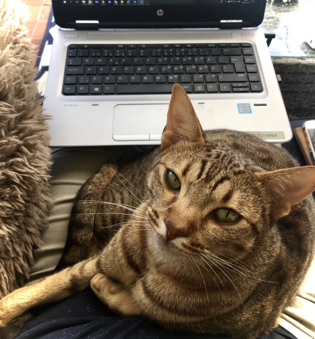 En randig katt som ligger bekvämt framför en bärbar dator och tittar in i kameran.