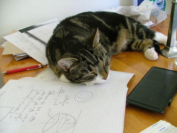Katt som sover på papper med matematiska beräkningar nära en röd penna och en miniräknare.