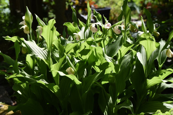 Orkidén Cypripedium 'Ulla Silkens' i blom med över 30 knoppar bland gröna blad.