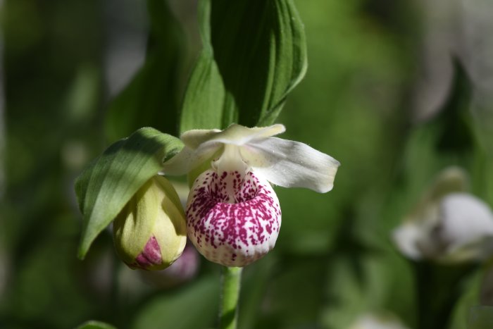 Blommande Cypripedium 'Ulla Silkens' med rosa och vitmönstrad blomma mot gröna blad.