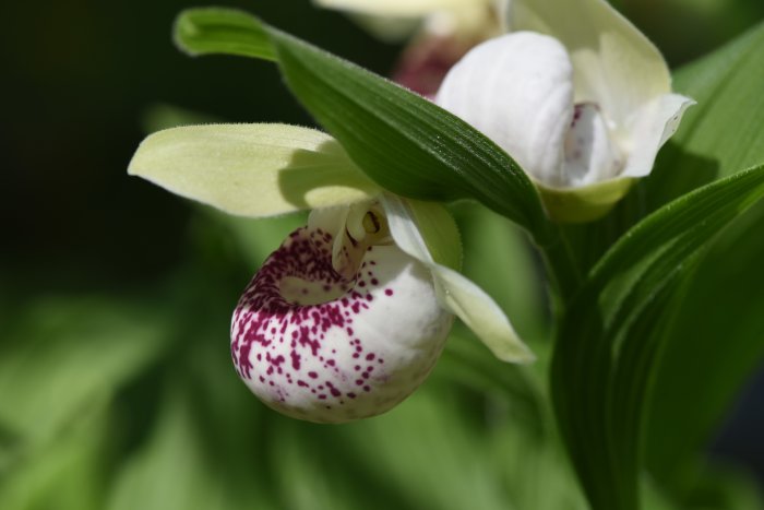 Närbild på orkidén Cypripedium 'Ulla Silkens' med gröna blad och en blomma med vit och mörkt prickig läpp.