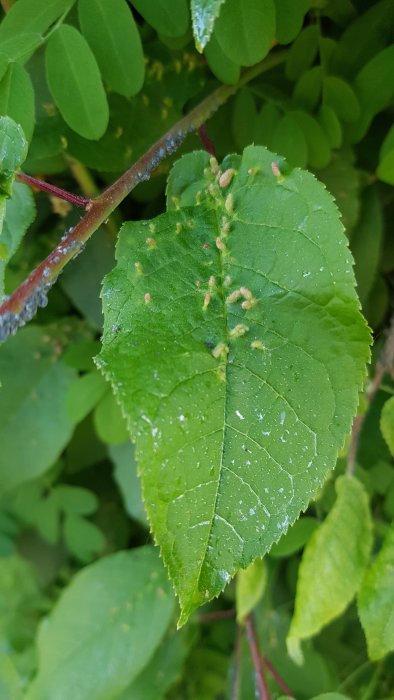 Växtblad med gula knottror och vattendroppar, blöt mark anas under.