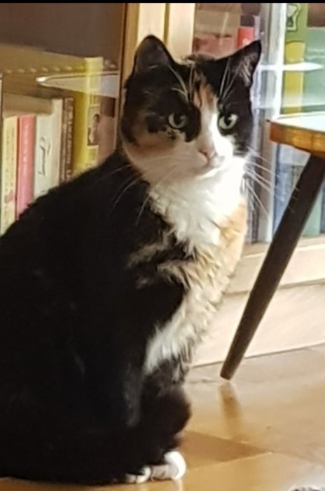 Svartvit katt med blicken riktad åt sidan, ser förvånad ut, sitter vid en bokhylla och ett bord.