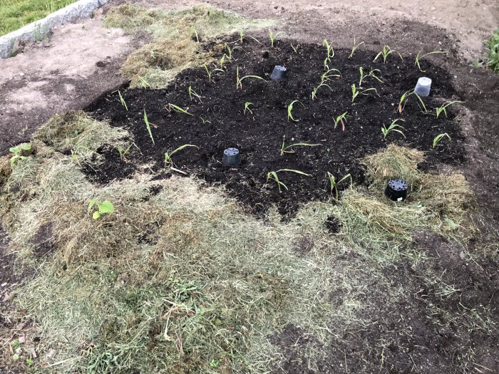 Nyplanterade grönsaker som zucchini och purjolök i en trädgårdsland täckt med gräsklipp.
