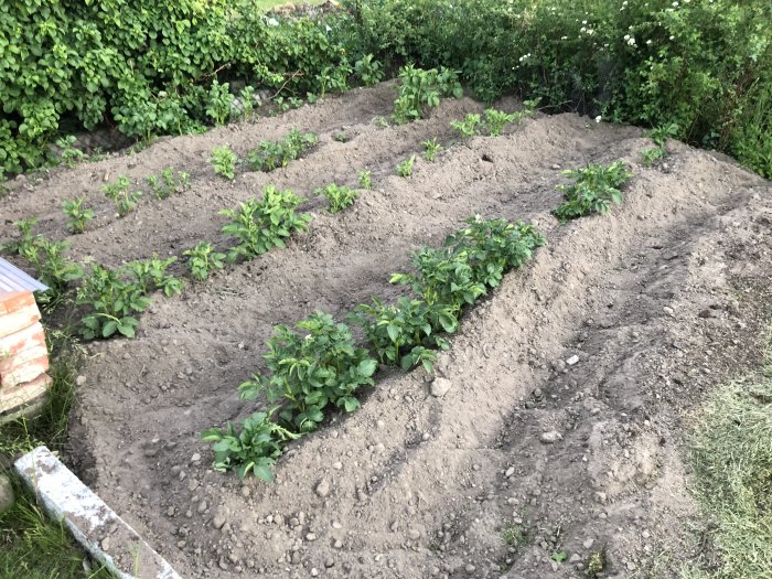 Odlingslandskap med kupade potatisrader och utplanterade grönsaksplantor.
