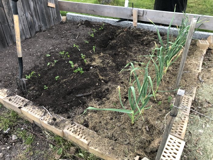 Trädgårdsland med nysatta plantor av rotselleri och purjolök, omgivet av halm och pallkragar.