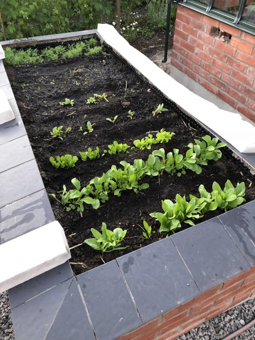 Odling i upphöjd bädd med rader av bladsallad och andra grödor intill ett tegelhus.