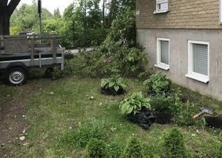 Trädgårdsprojekt med uppgrävda hål för plantering, funkior, och en släpvagn i bakgrunden.